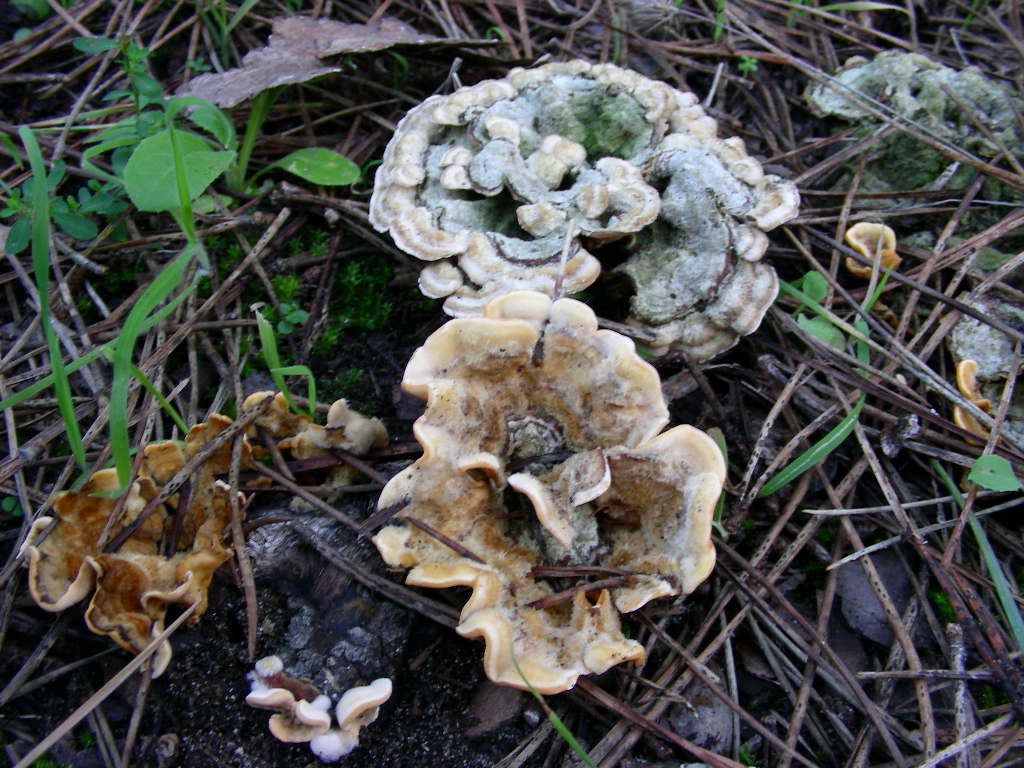 1866 Dicembre vecchio ritrovamento